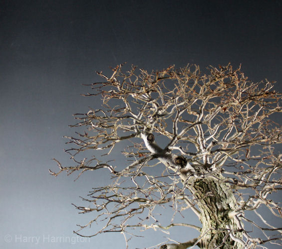 elm bonsai